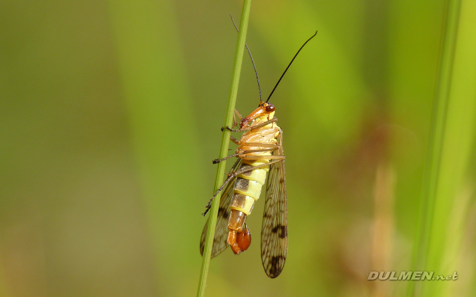 Scorpionfly (Male, Panorpa communis)